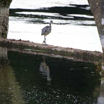heron