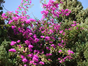 bougainvillea