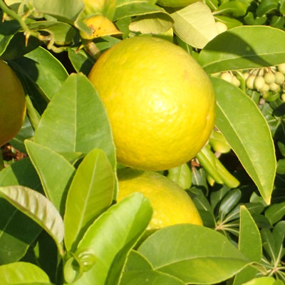 lemon