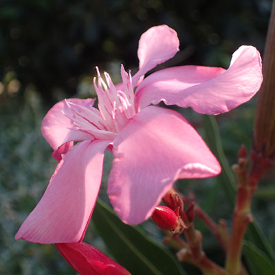 pink flower