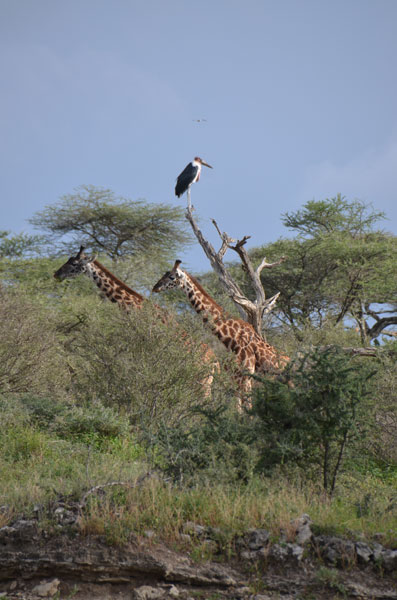 marabou stork and giraffe