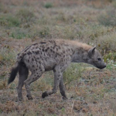 hyena
