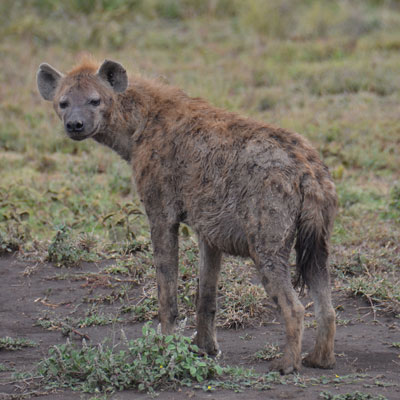 hyena