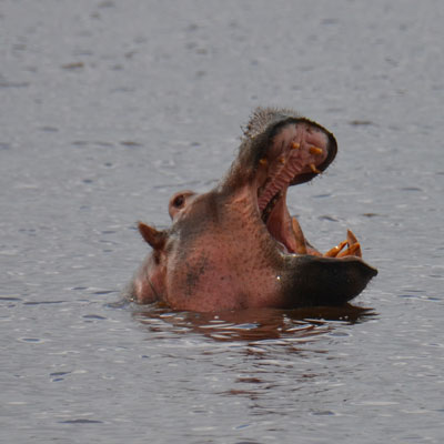 hippo
