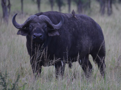 buffalo