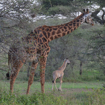 giraffe