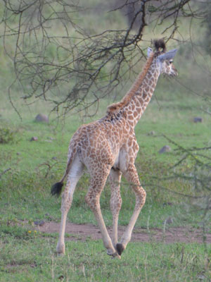 giraffe