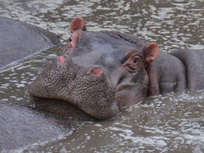 hippo