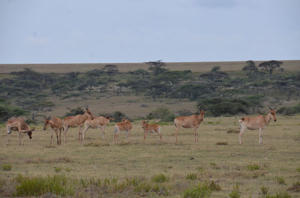hartebeest