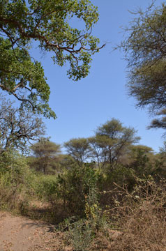manyara