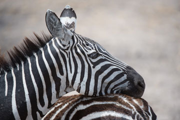 zebra