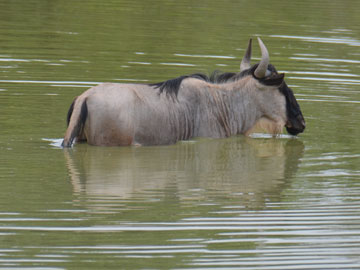 wildebeest