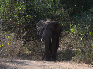 elephant