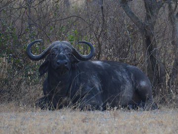 buffalo