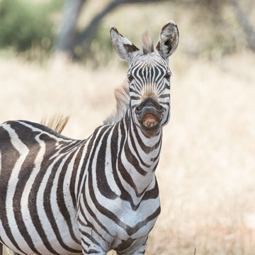 zebra