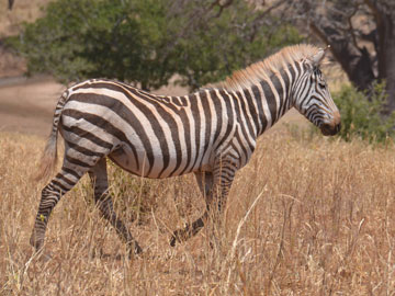 zebra