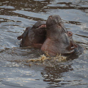 hippo