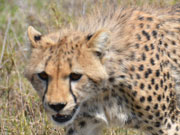 cheetah