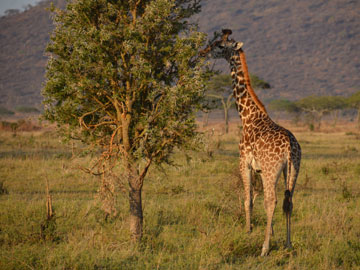 giraffe