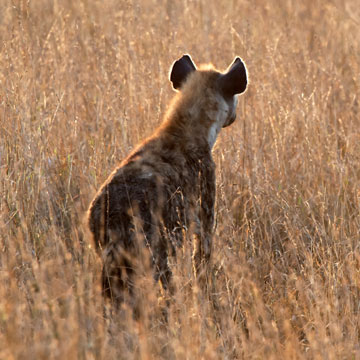 hyena