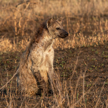 hyena