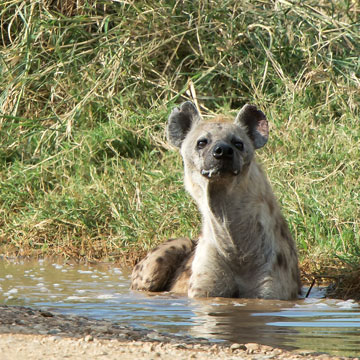 hyena