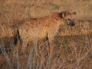 hyena