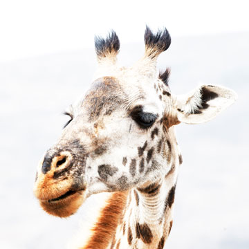 giraffe