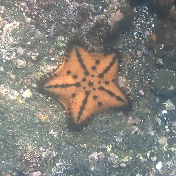 starfish