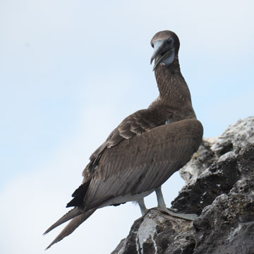 nazca booby