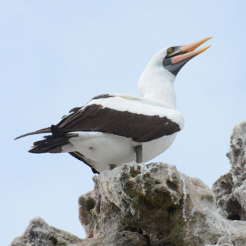 nazca booby