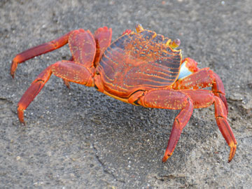 crab