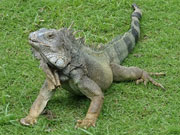 iguana