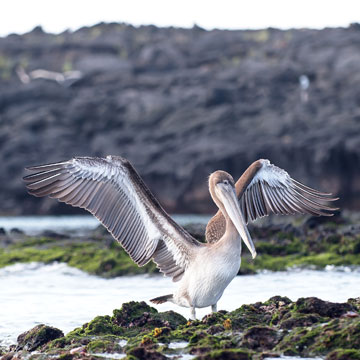 pelican