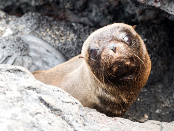 furseal