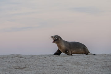 sea lion