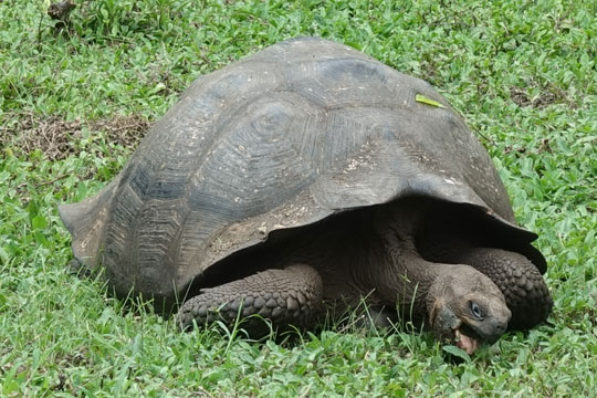 tortoise