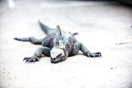 iguana