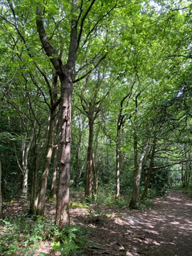 petts wood