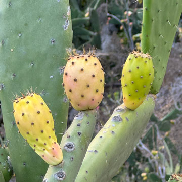 prickly pear