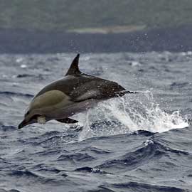 dolphin