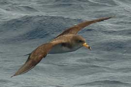 shearwater