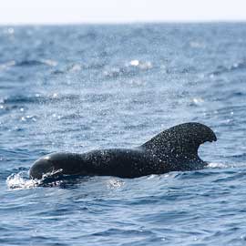 Pilot Whale
