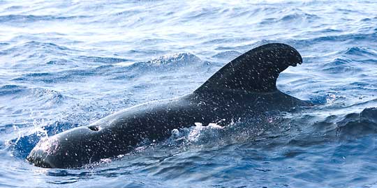 Pilot Whale