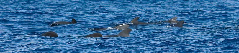 Pilot Whales