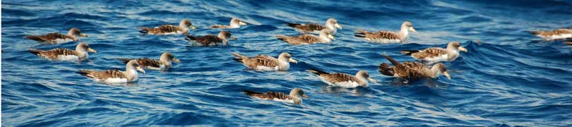 shearwaters
