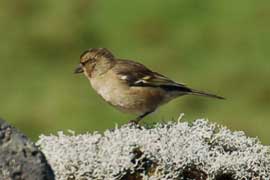 sparrow