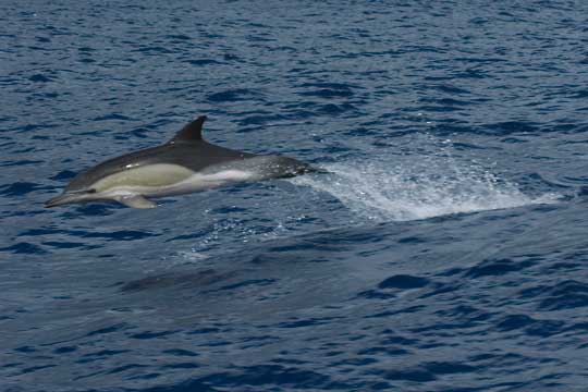 Common dolphin