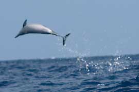 Common dolphin