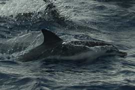spotted dolphin